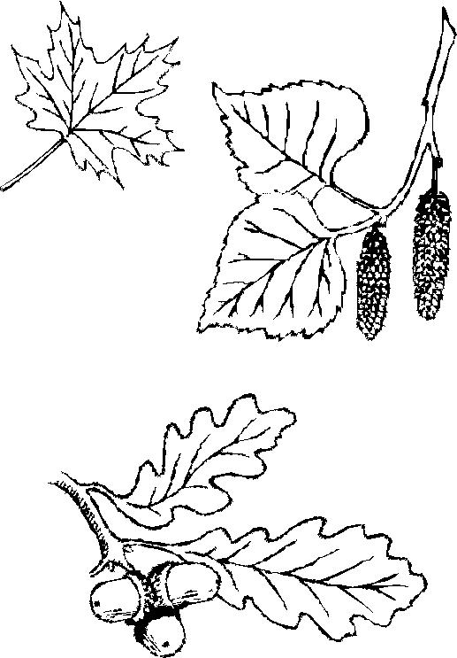 Plansa de colorat cu Toamna 3 104